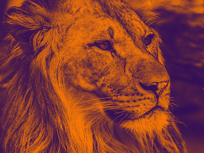 Leo design graphic design leo lion overlay photography spirit animal zodiac