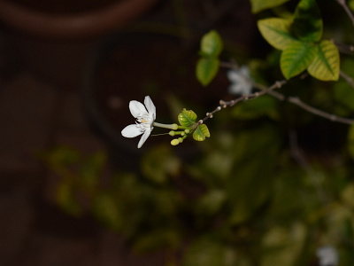 White Flower