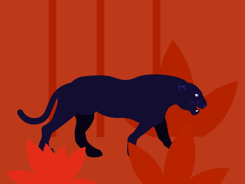 Panther! 2d aftereffects animation blackpanther blue forest illustrator jungle panther red shapes walkcycle