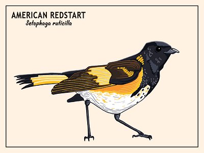 American Redstart birds design graphic design illustration printable typography