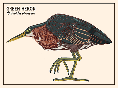 Green Heron birds design graphic design illustration printable typography