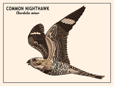 Common Nighthawk birds design graphic design illustration printable typography