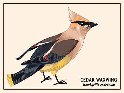 Cedar Waxwing birds design graphic design illustration printable typography