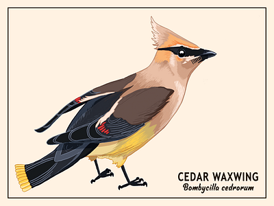 Cedar Waxwing