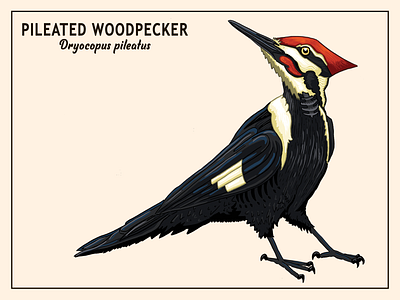 Pileated Woodpecker birds design graphic design illustration printable typography