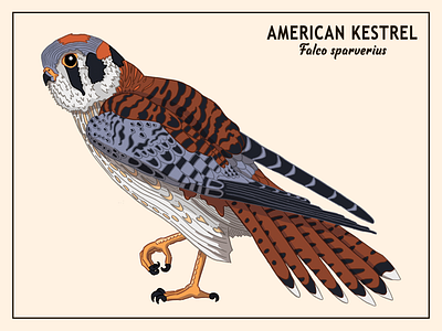 American Kestrel birds design graphic design illustration printable typography