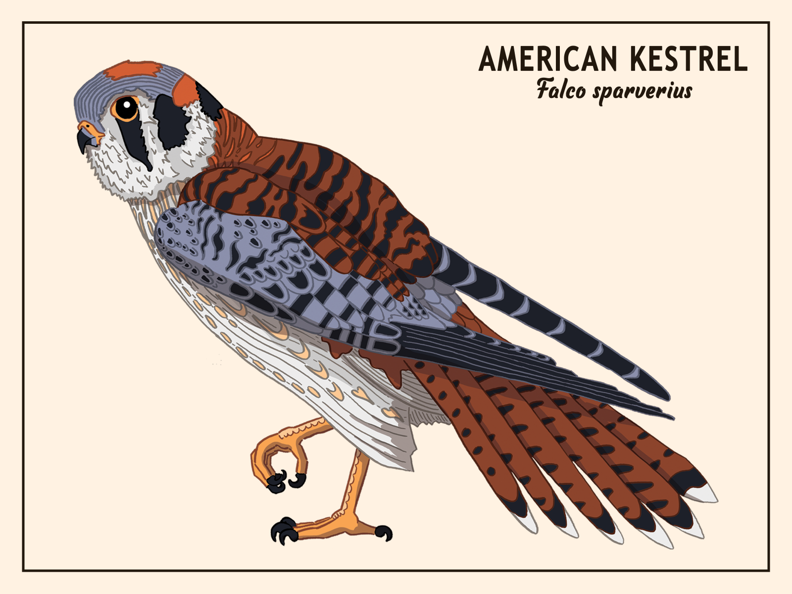 American Kestrel by Riley O. Brown on Dribbble