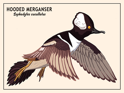 Hooded Merganser