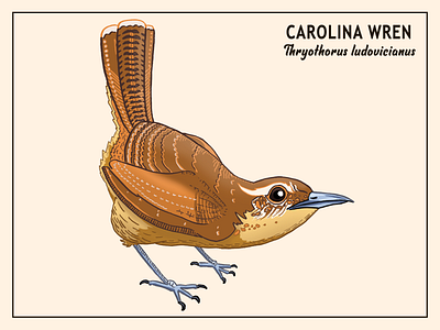 Carolina Wren