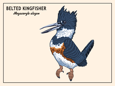 Belted Kingfisher birds design graphic design illustration printable typography