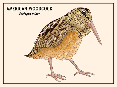 American Woodcock birds design graphic design illustration printable typography