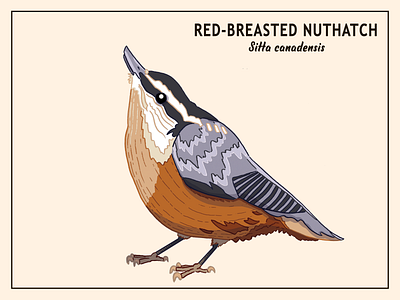 Red-Breasted Nuthatch birds design graphic design illustration printable typography