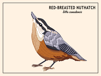 Red-Breasted Nuthatch