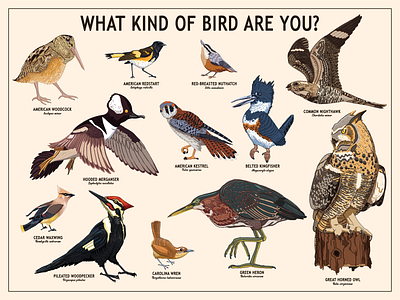 What Kind of Bird are You? birds design graphic design illustration printable typography
