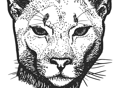 Cougar bold lines bw cat cougar digital illustration linework pen and ink tattoo design wildcat