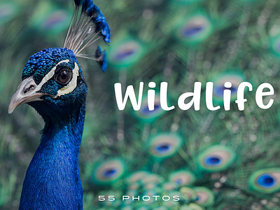 55 Free Wildlife Stock Photos blogging free download photo pack reading social media stock photos wildlife wordpress