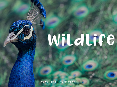 55 Free Wildlife Stock Photos