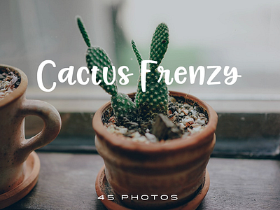 45 Free Pics of Cactuses