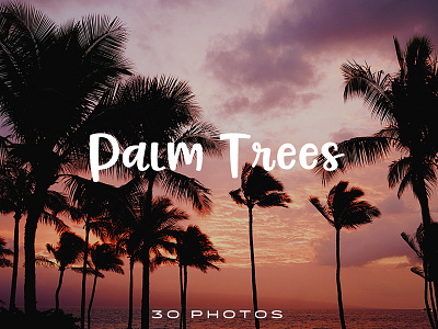 40 Free Public Domain Palm Tree Photos