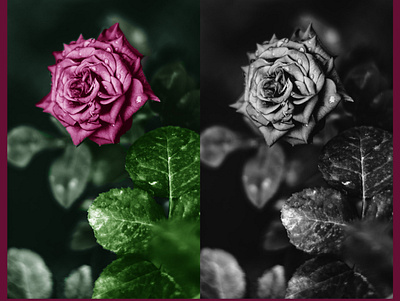 I will Do Image Coloring- Black and white to Color animation graphic design image editing photo editing
