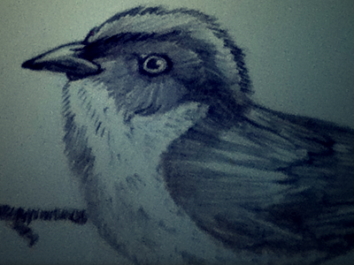 Yariguies Brush-Finch Pencil bird finch pencil sketch