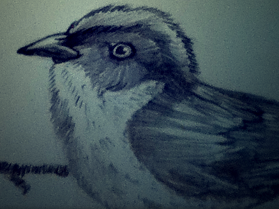 Yariguies Brush-Finch Pencil