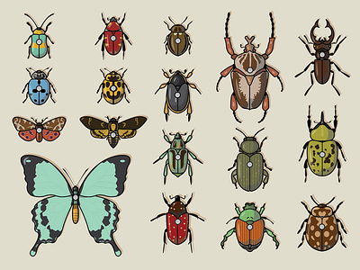 Insect Collection