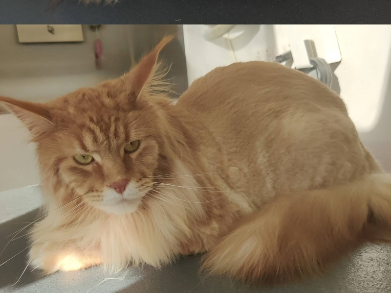 World Class Cat Grooming Services to Pamper Your Cat by Smoochie Pooch