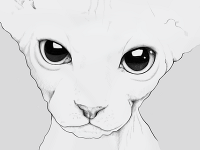 Sphynx cat cat drawing illustration sphynx