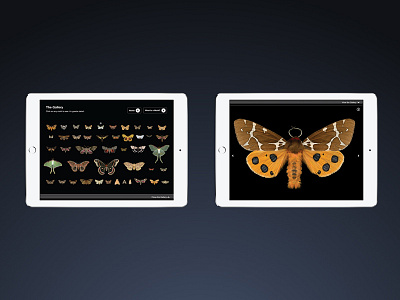 Moths App ipad app mobile museum ottawa tablet ui design ux design