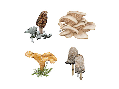 West Coast Fungi digital illustration illustration procreate