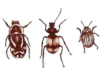 Brown Ink Beetles
