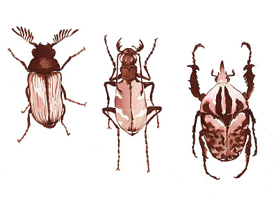 Brown Ink Beetles 2