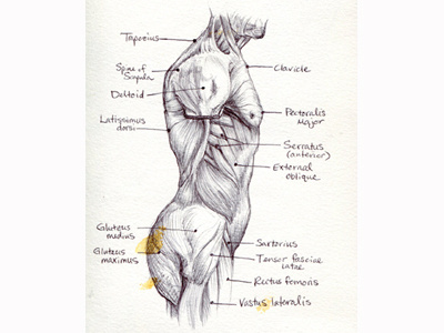 Sketchbook Anatomy anatomy ball point human muscles