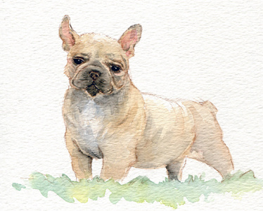 French Bulldog animals children dogs french bulldog illustration kids watercolor