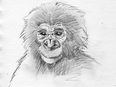 Bonobo Part II