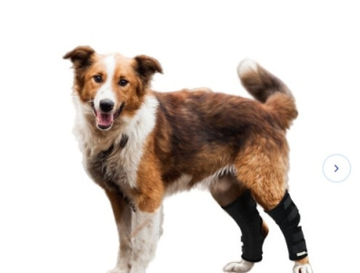 Dog Hock Brace by Lovepluspetcom on Dribbble