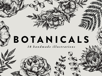 Botanicals / detailed illustrations botanical botanicals dahlia florals hand illustrations handmade illustrations illustration organic peonies peony vintage wreath