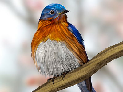 Eastern Bluebird animal bird bird illustration bluebird bluebird art bluebird illustration digital art eastern bluebird procreate wildlife wildlife illustration