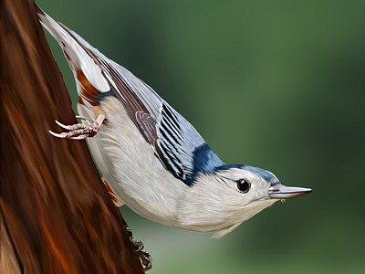 White-Breasted Nuthatch animal animal illustration bird bird art bird illustration nuthatch procreate white breasted nuthatch wildlife wildlifeillustration
