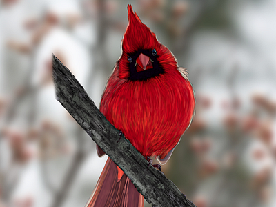 Northern Cardinal animal bird bird art bird illustration cardinal cardinal illustration christmas illustration holiday illustration northern cardinal procreate wildlife wildlife illustration