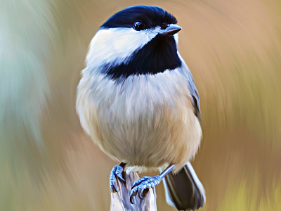 Black-Capped Chickadee animal bird bird art bird illustration chickadee design digital art digital illustration illustration nature procreate wild bird wildlife wildlife art wildlife illustration