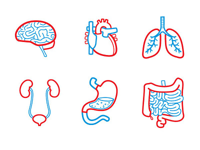 Organ Icons anatomy body icons organs