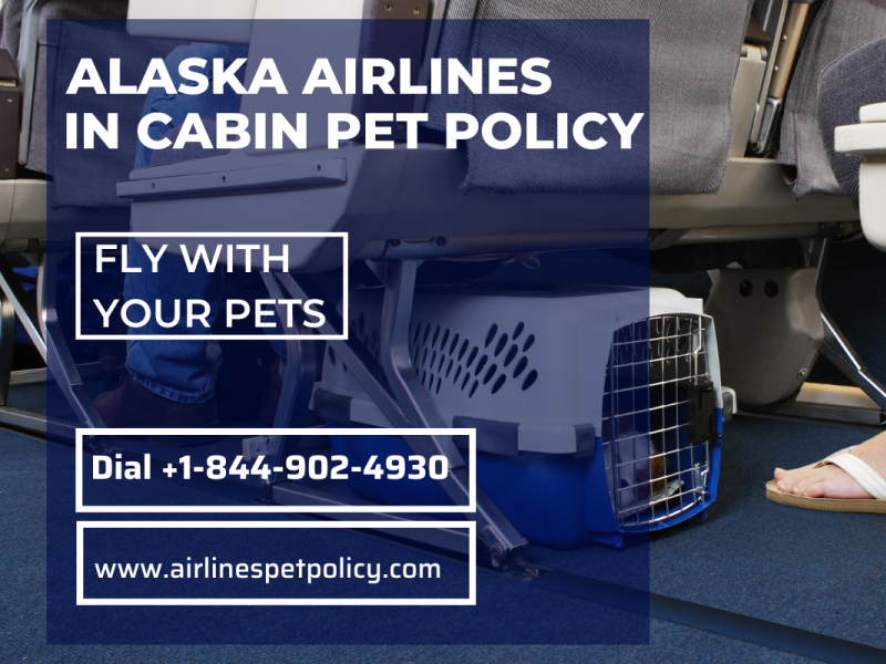 Alaska Airlines Pet Policy Dribbble