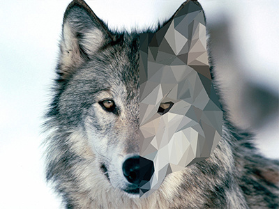 Poly Wolf design edit graphic photoshop poly polygon portrait wolf