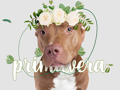 Spring dog desiginspiration design