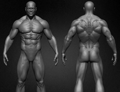Muscular Male Anatomy 3D Characte zbrushart