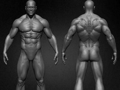 Muscular Male Anatomy 3D Characte