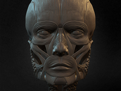 Male Facial Ecorche Human Anatomy zbrushart