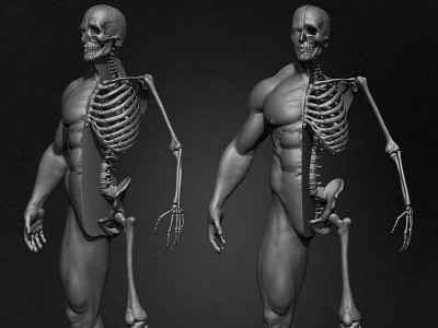 Highly Detailed Human Skeleton 3D Model anatomy skeleton zbrushart